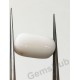 8.60 ct Natural Certified White Coral/सफ़ेद मूंगा 8.60 ct Natural Certified White Coral/सफ़ेद मूंगा