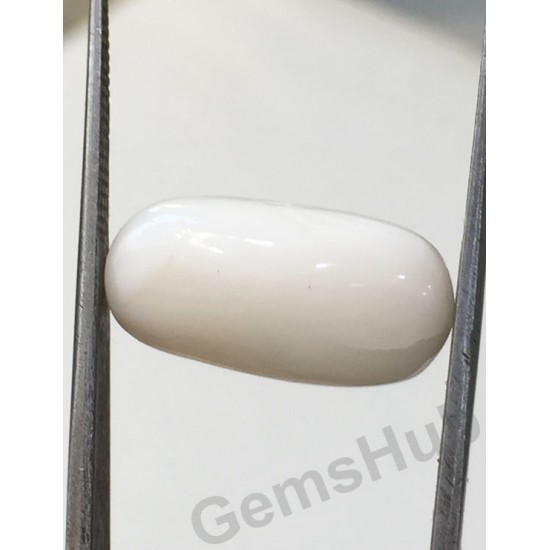 8.82 ct Natural Certified White Coral/सफ़ेद मूंगा 8.82 ct Natural Certified White Coral/सफ़ेद मूंगा