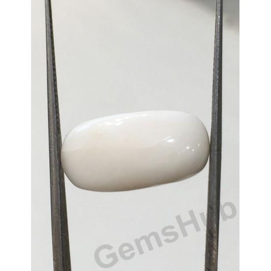 8.82 ct Natural Certified White Coral/सफ़ेद मूंगा 8.82 ct Natural Certified White Coral/सफ़ेद मूंगा