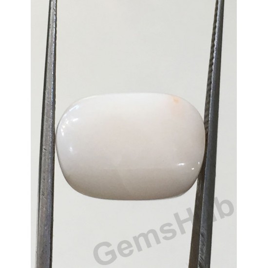 9.03 ct Natural Certified White Coral/सफ़ेद मूंगा 9.03 ct Natural Certified White Coral/सफ़ेद मूंगा