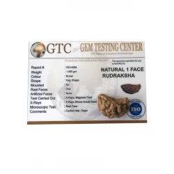 1 Face/Mukhi Certified Rudraksha 