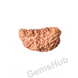 1 Face/Mukhi Certified Rudraksha 29.90 mm