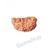1 Face/Mukhi Certified Rudraksha 29.90 mm