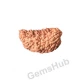 1 Face/Mukhi Certified Rudraksha 29.90 mm