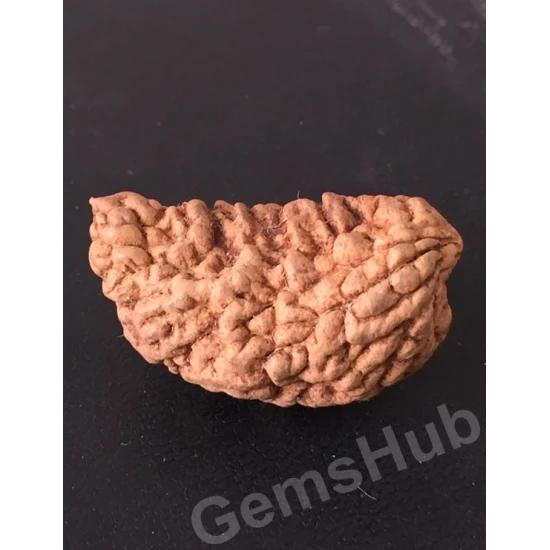 1 Face/Mukhi Certified Rudraksha 29.90 mm