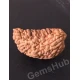1 Face/Mukhi Certified Rudraksha 29.90 mm