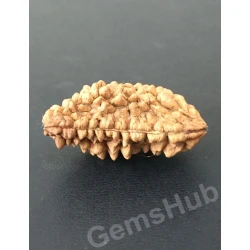 1 Face/Mukhi Certified Rudraksha Premium Quality