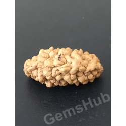 1 Face/Mukhi Certified Rudraksha Premium Quality