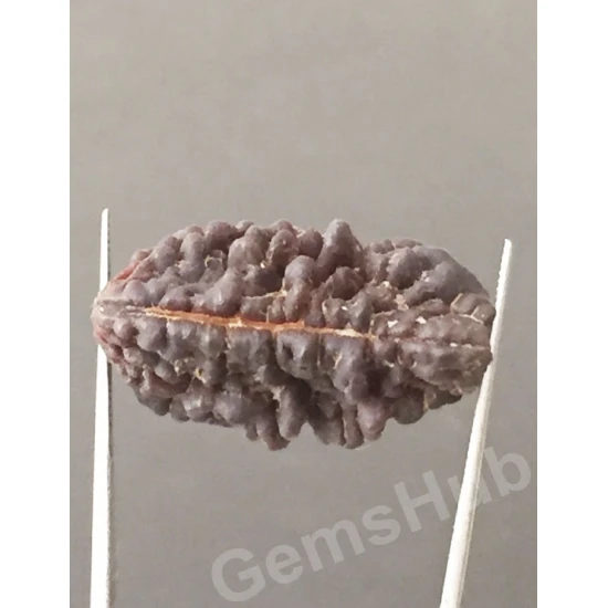 1 Face/Mukhi Certified Rudraksha Premium Quality