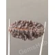 1 Face/Mukhi Certified Rudraksha Premium Quality