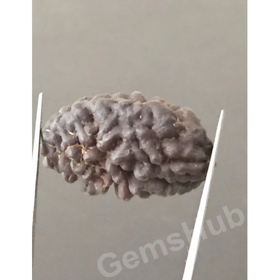 1 Face/Mukhi Certified Rudraksha Premium Quality