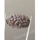 1 Face/Mukhi Certified Rudraksha Premium Quality