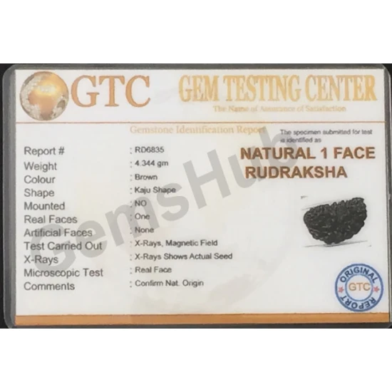 1 Face/Mukhi Certified Rudraksha Premium Quality