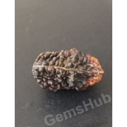 1 Face/Mukhi Certified Rudraksha Premium Quality