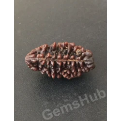 1 Face/Mukhi Certified Rudraksha Premium Quality