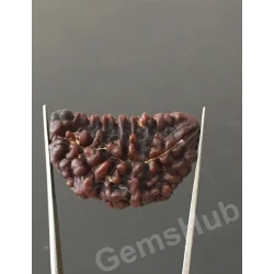 1 Face/Mukhi Certified Rudraksha Premium Quality