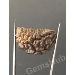 1 Face/Mukhi Certified Rudraksha Premium Quality