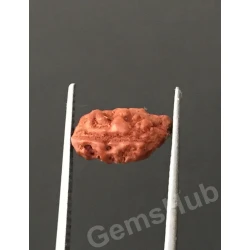 1 Face/Mukhi Certified Indonesian Rudraksha 