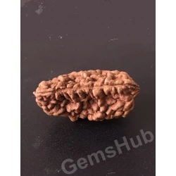 1 Face/Mukhi Certified Rudraksha 28.20 mm