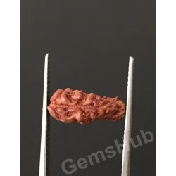 1 Face/Mukhi Certified Indonesian Rudraksha 