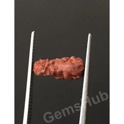 1 Face/Mukhi Certified Indonesian Rudraksha 