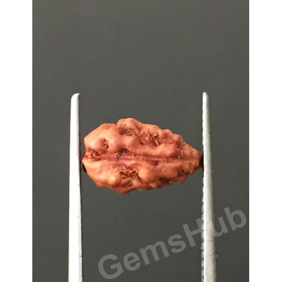 1 Face/Mukhi Certified Indonesian Rudraksha 1 Face/Mukhi Certified Indonesian Rudraksha