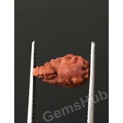 1 Face/Mukhi Certified Indonesian Rudraksha 