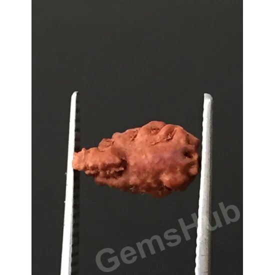 1 Face/Mukhi Certified Indonesian Rudraksha 1 Face/Mukhi Certified Indonesian Rudraksha