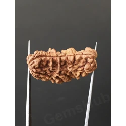 1 Face/Mukhi Certified Rudraksha Premium Quality