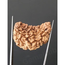 1 Face/Mukhi Certified Rudraksha Premium Quality