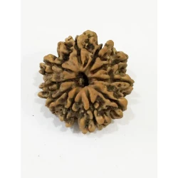 10 Mukhi Certified Rudraksha (Nepal Origin) Size 21-22 mm