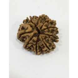 10 Mukhi Certified Rudraksha (Nepal Origin) Size 21-22 mm