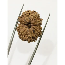 10 Mukhi Certified Rudraksha (Nepal Origin) Size 18-20 mm