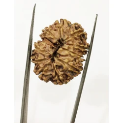 10 Mukhi Certified Rudraksha (Nepal Origin) Size 18-20 mm
