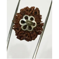 10 Mukhi Certified Rudraksha Silver Pendant (Nepal Origin) 22mm +