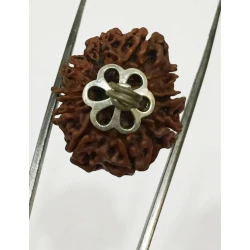 10 Mukhi Certified Rudraksha Silver Pendant (Nepal Origin) 22mm +