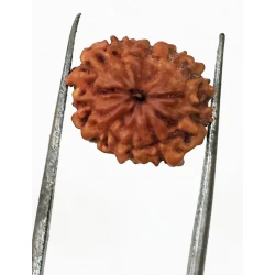 10 Mukhi Certified Rudraksha (Indonesia Origin) Size- 13mm