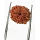 10 Mukhi Certified Rudraksha (Indonesia Origin) Size- 13mm