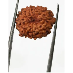 10 Mukhi Certified Rudraksha (Indonesia Origin) Size- 13mm