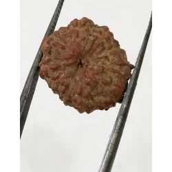 10 Mukhi Certified Rudraksha (Indonesia Origin) Size- 14mm