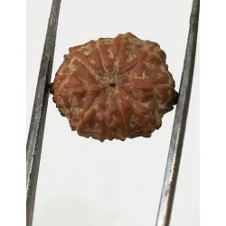 10 Mukhi Certified Rudraksha (Indonesia Origin) Size- 14mm