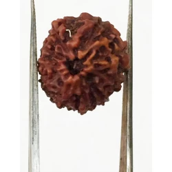 10 Mukhi Certified Rudraksha (Indonesia Origin) Size- 16.50mm