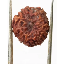 10 Mukhi Certified Rudraksha (Indonesia Origin) Size- 16.50mm
