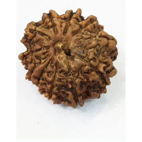 11 Mukhi Nepali Certified Rudraksha size- 18-22 mm 11 Mukhi Nepali Certified Rudraksha size- 18-22 mm
