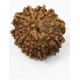 11 Mukhi Nepali Certified Rudraksha size- 18-22 mm 11 Mukhi Nepali Certified Rudraksha size- 18-22 mm