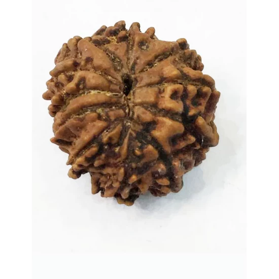 11 Mukhi Nepali Certified Rudraksha size- 18-22 mm 11 Mukhi Nepali Certified Rudraksha size- 18-22 mm