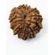 11 Mukhi Nepali Certified Rudraksha size- 18-22 mm 11 Mukhi Nepali Certified Rudraksha size- 18-22 mm