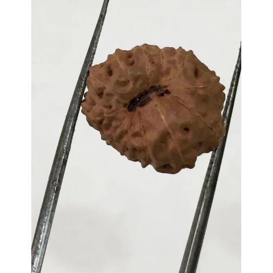 11 Mukhi Indonesia Certified Rudraksha size - 14.50mm