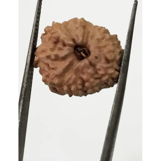 11 Mukhi Indonesia Certified Rudraksha size - 14.50mm