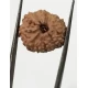 11 Mukhi Indonesia Certified Rudraksha size - 14.50mm